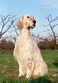 DOG 06 CB0028 01
English Setter Sitting On Grass