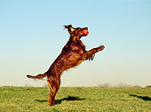 DOG 06 CB0029 01
Irish Setter Fetching Ball In Field