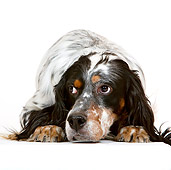 DOG 06 CB0038 01
English Setter Laying On White Seamless