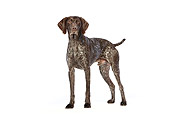 DOG 06 CB0039 01
German Shorthaired Pointer Standing On White Seamless