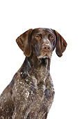 DOG 06 CB0040 01
Portrait Of German Shorthaired Pointer On White Seamless