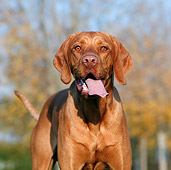 DOG 06 CB0041 01
Portrait Of Vizsla Standing By Autumn Trees