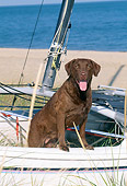 DOG 06 CE0069 01
Chesapeake Bay Retriever Standing In Catamaran On Beach