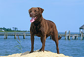 DOG 06 CE0070 01
Chesapeake Bay Retriever Standing On Beach