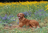 DOG 06 CE0072 01
Chesapeake Bay Retriever Laying In Grass By Lavender And Yellow Flowers