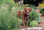 DOG 06 CE0073 01
Chesapeake Bay Retriever Standing In Garden