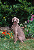 DOG 06 CE0074 01
Weimaraner Sitting On Grass By Flowers