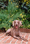 DOG 06 CE0075 01
Weimaraner Laying On Brick Patio By Flowers