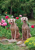 DOG 06 CE0076 01
Weimaraners Sitting In Garden