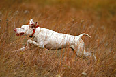 DOG 06 DB0001 01
Profile Of English Pointer Running Through Field