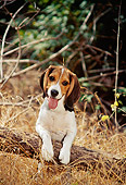 DOG 06 DC0002 01
Beagle Leaning On Log In Field Of Dry Grass