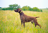 DOG 06 DC0026 01
Profile Portrait Of German Shorthaired Pointer Standing On Grass