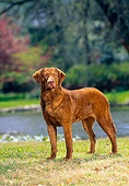 DOG 06 DC0043 01
Portrait Of Chesapeake Bay Retriever Standing On Grass By Water And Trees