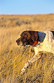 DOG 06 DS0013 01
Portrait Of German Shorthaired Pointer Walking Through Dry Grass