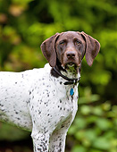 DOG 06 DS0014 01
Portrait Of German Shorthaired Pointer