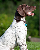 DOG 06 DS0015 01
Portrait Of German Shorthaired Pointer Sitting On Grass