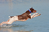 DOG 06 DS0017 01
German Shorthaired Pointer Splashing Through Water
