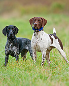 DOG 06 DS0018 01
Two German Shorthaired Pointers Standing In Grass