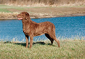 DOG 06 FA0015 01
Chesapeake Bay Retriever Standing On Grass By Water