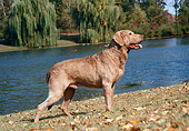 DOG 06 FA0016 01
Chesapeake Bay Retriever Standing On Grass By Water