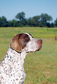 DOG 06 FA0021 01
Head Shot Of Pointer Sitting In Grass Field