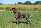 DOG 06 FA0022 01
German Shorthaired Standing On Grass Field