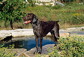 DOG 06 FA0024 01
German Shorthaired Pointer Standing On Stone By Pond