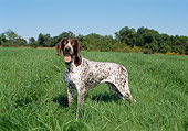 DOG 06 FA0027 01
German Shorthaired Pointer Standing On Grass Field