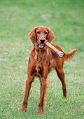 DOG 06 GL0001 01
Irish Setter Standing On Grass Field With Bone In Mouth