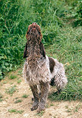 DOG 06 GL0002 01
Wirehaired Pointing Griffon Howling On Grass