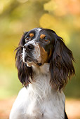 DOG 06 JE0001 01
Head Shot Of English Setter Sitting