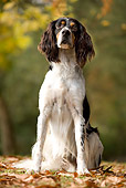 DOG 06 JE0002 01
English Setter Sitting On Grass And Fallen Leaves