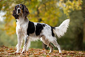 DOG 06 JE0003 01
English Setter Standing On Grass And Fallen Leaves