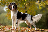 DOG 06 JE0004 01
English Setter Standing On Grass And Fallen Leaves