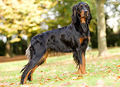 DOG 06 JE0006 01
Gordon Setter Standing On Grass And Fallen Leaves