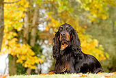 DOG 06 JE0007 01
Gordon Setter Laying On Grass And Fallen Leaves