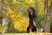 DOG 06 JE0008 01
Gordon Setter Sitting On Grass And Fallen Leaves