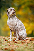 DOG 06 JE0009 01
Braque du Bourbonnais Sitting On Grass And Fallen Leaves