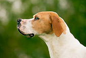 DOG 06 JE0014 01
Head Shot Of English Pointer Profile