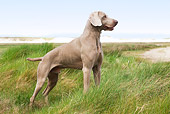 DOG 06 JE0015 01
Weimaraner Standing In Grass Field Profile
