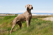 DOG 06 JE0016 01
Weimaraner Standing In Grass Field