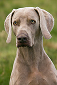 DOG 06 JE0017 01
Head Shot Of Weimaraner Sitting In Grass Field