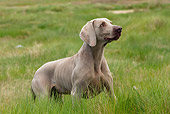 DOG 06 JE0020 01
Weimaraner Standing In Grass Field