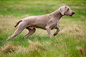 DOG 06 JE0022 01
Weimaraner Hunting In Grass Field Profile