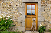 DOG 06 JE0023 01
Weimaraner Sitting In Front Of Stone House