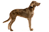 DOG 06 JE0024 01
Long-Haired Weimaraner Standing On White Seamless Profile