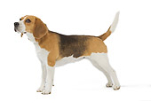 DOG 06 JE0031 01
Beagle Standing On White Seamless Profile