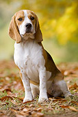 DOG 06 JE0033 01
Beagle Sitting In Grass With Fallen Leaves