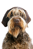 DOG 06 JE0034 01
Portrait Of Wirehaired Pointing Griffon On White Seamless