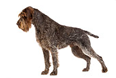 DOG 06 JE0035 01
Wirehaired Pointing Griffon Standing On White Seamless Profile